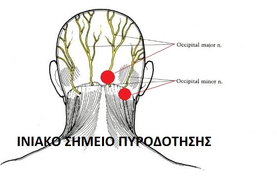 occipital gr.jpg